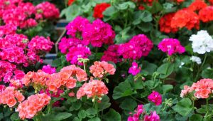Comment garder ses géraniums ? - ICI