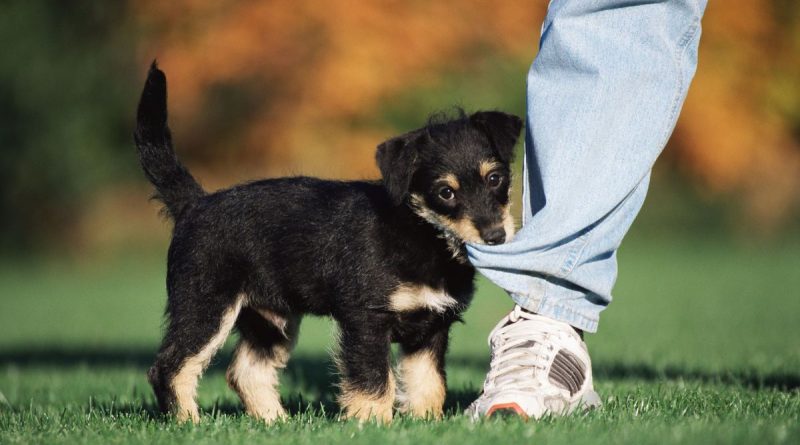 Comment prévenir les morsures d'un chien ?  - ici