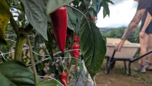 Comment sauver son plant de piment pendant l’hiver - ICI