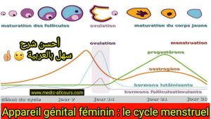 Comprendre le Cycle Menstruel : Guide Simple et Clair