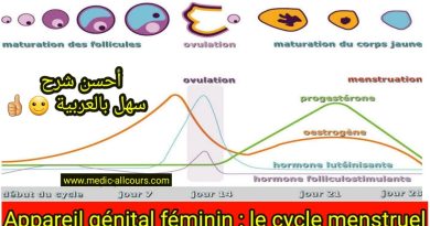 Comprendre le Cycle Menstruel : Guide Simple et Clair