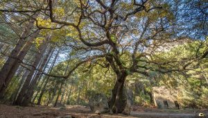 illustration agrandir l