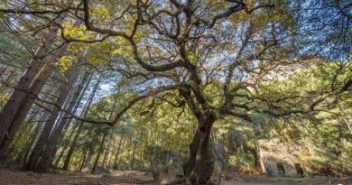 illustration agrandir l