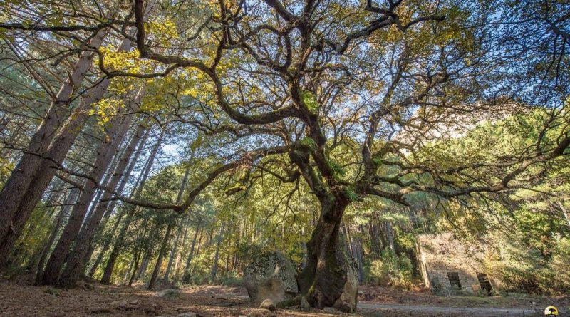 illustration agrandir l