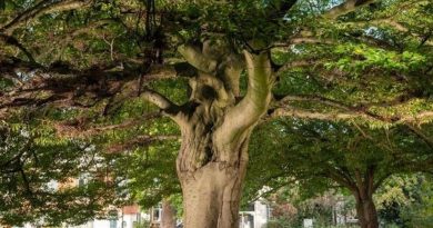Concours national l'arbre de l'année 2025 : votez pour élire le Hêtre de Hellemmes