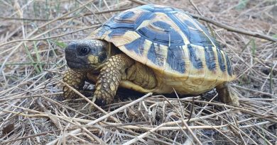 Conservatoire d'espaces naturels en Corse : préservation de la biodiversité insulaire