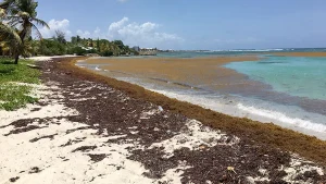 Coopération régionale renforcée en Caraïbe pour lutter contre les échouements massifs de sargasses