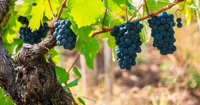 Grand Est, Strasbourg, Reims, vineyard, Alsace, Vosges, forest, cathedral, village