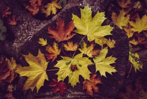 Canada, nature, mountains, Niagara Falls, Northern Lights, maple leaf, cityscape