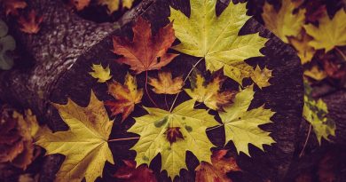 Canada, nature, mountains, Niagara Falls, Northern Lights, maple leaf, cityscape