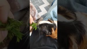 Crous : La vie étudiante entre rires et tendresse