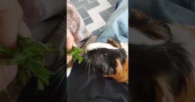 Crous : La vie étudiante entre rires et tendresse