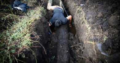 Dans le marais de Brière, des chênes enfouis témoins de l'histoire du climat