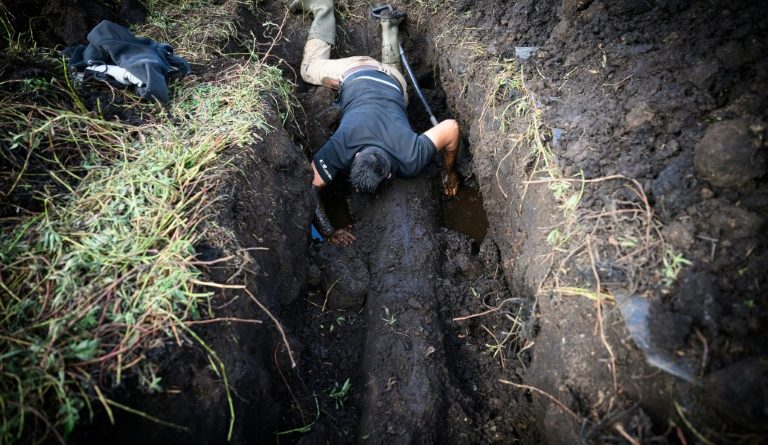 Dans le marais de Brière, des chênes enfouis témoins de l'histoire du climat