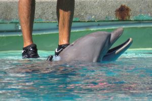 Dauphins bientôt transférés au Zooparc de Beauval : Planète sauvage « très enthousiaste »