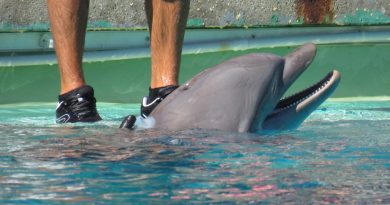 Dauphins bientôt transférés au Zooparc de Beauval : Planète sauvage « très enthousiaste »