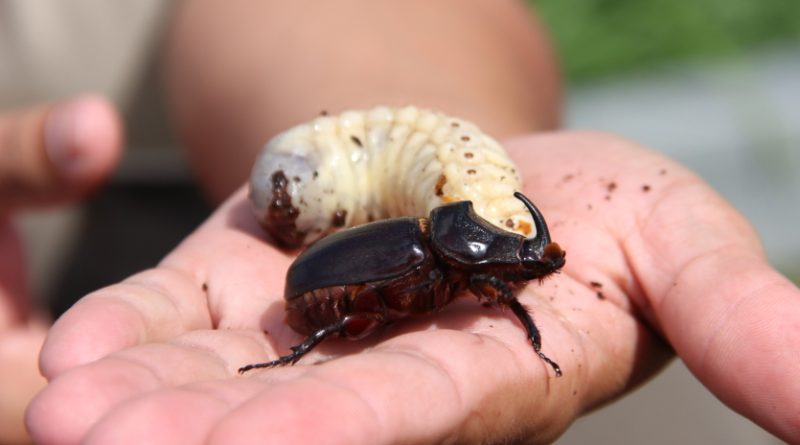 De nouvelles mesures mises en place après la découverte de deux autres scarabées rhinocéros à Lifou