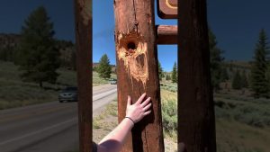 Découverte surprenante à l'entrée du parc : qui en est responsable ? 🤯