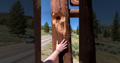 Découverte surprenante à l'entrée du parc : qui en est responsable ? 🤯