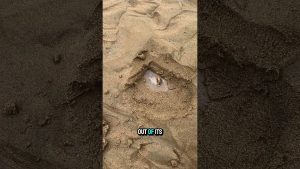 Découvrez le #Luckygameplay : le jeu qui change tout !