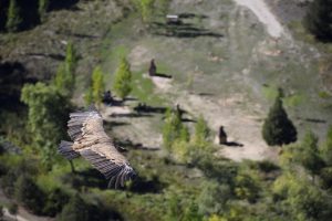 Pays de la Loire, Nantes, Angers, Loire river, castle, vineyard, coast, landscape