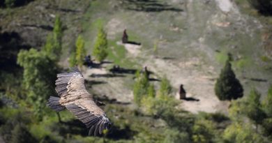 Pays de la Loire, Nantes, Angers, Loire river, castle, vineyard, coast, landscape