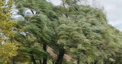 Fermeture des parcs et jardins de Toulouse ce mercredi 5 novembre 2025, en raison de la vigilance jaune pour vent fort en Haute-Garonne