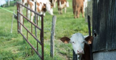 Dermatose bovine : un nouveau foyer dans le Jura, Noël sous surveillance pour des milliers d'agriculteurs en Bourgogne-Franche-Comté