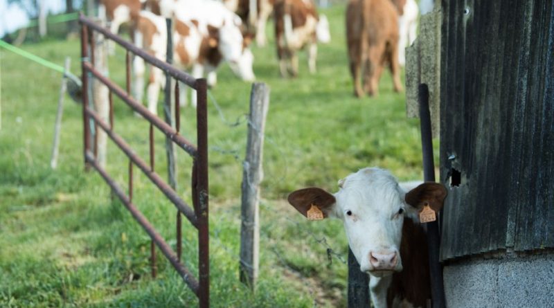 Dermatose bovine : un nouveau foyer dans le Jura, Noël sous surveillance pour des milliers d'agriculteurs en Bourgogne-Franche-Comté