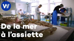 Des Océans à l'Assiette : L'Origine de Nos Fruits de Mer