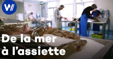 Des Océans à l'Assiette : L'Origine de Nos Fruits de Mer