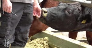 Des bovins commencent à rentrer en Suisse après la menace de dermatose nodulaire | RTS