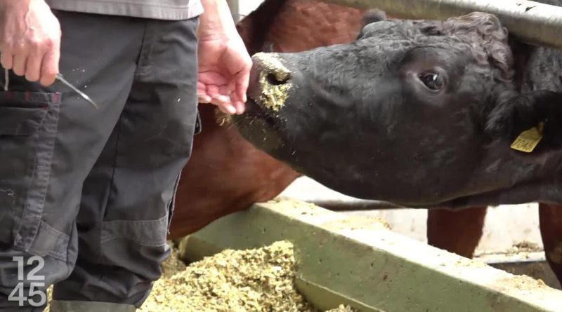 Des bovins commencent à rentrer en Suisse après la menace de dermatose nodulaire | RTS