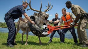 🏆 Des hommes courageux affrontent un énorme pneu pour sauver des rennes.