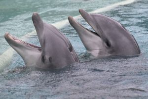 Des militants de défense de la cause animale manifestent contre le transfert des dauphins de Planète Sauvage vers le zoo de Beauval