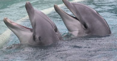 Des militants de défense de la cause animale manifestent contre le transfert des dauphins de Planète Sauvage vers le zoo de Beauval
