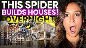 Des robots araignées construisent des maisons en une nuit