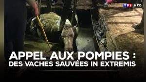 Des vaches sauvées in extremis : appel aux pompiers
