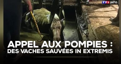 Des vaches sauvées in extremis : appel aux pompiers