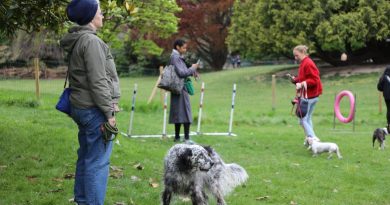 "Donnez-nous un morceau de pelouse même pourri" : les chiens auront-ils bientôt des espaces de liberté dans toute la capitale ?