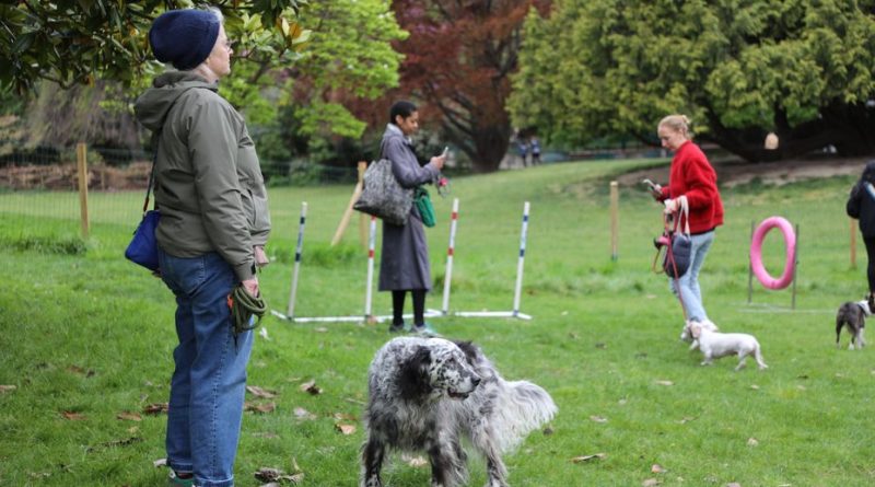 "Donnez-nous un morceau de pelouse même pourri" : les chiens auront-ils bientôt des espaces de liberté dans toute la capitale ?