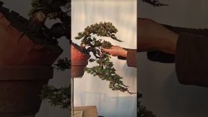 Du Matériau Brut au Bonsai Cascade : Un Voyage Étonnant