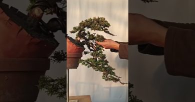 Du Matériau Brut au Bonsai Cascade : Un Voyage Étonnant