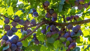 Du prunier au cerisier en passant par pêcher et abricotier la saison de planter les fruitiers à noyaux arrive - ICI