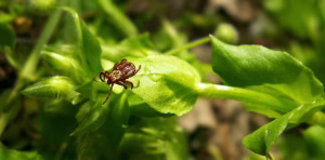 Durée de vie d'une tique sans piquer un humain : ce que vous devez savoir