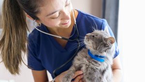 Éduquer son animal aux soins : pourquoi le "medical training" change tout - ICI