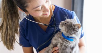 Éduquer son animal aux soins : pourquoi le "medical training" change tout - ICI