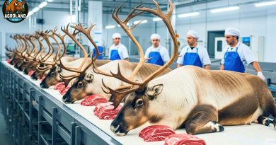 Élevage et transformation des rennes : plongée dans l'industrie arctique