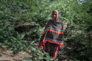 En Ethiopie, le fléau du prosopis, l'arbre qui a "tout envahi"