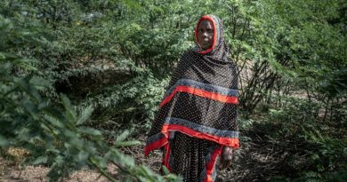 En Ethiopie, le fléau du prosopis, l'arbre qui a "tout envahi"